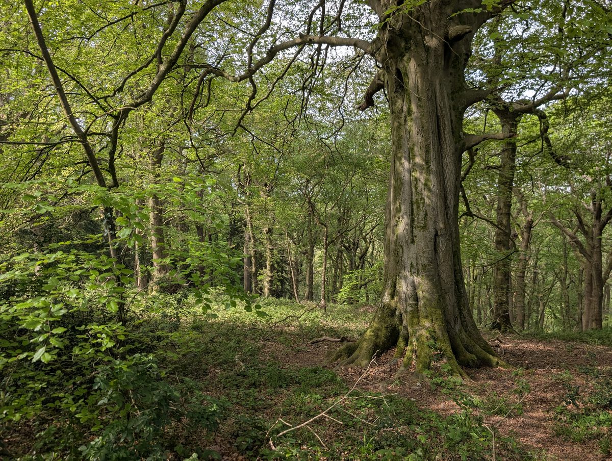 A beech tree, west of Bristol, May 2026
