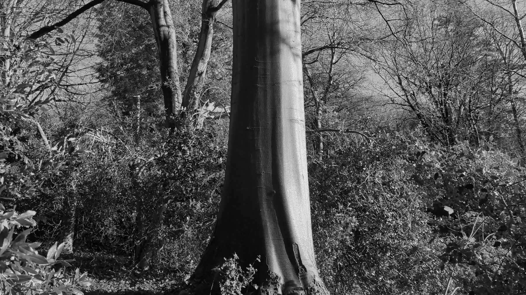 A beech tree, west of Bristol, November 2025